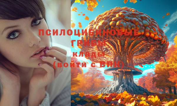 крисы Абаза